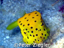Yellow Boxfish smiling at you!

Mataking Island, Sabah,... by Peter Ziegler 